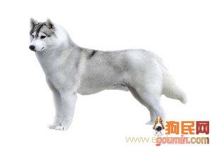 给哈士奇取个英文名字-帮我家哈士奇取个名字