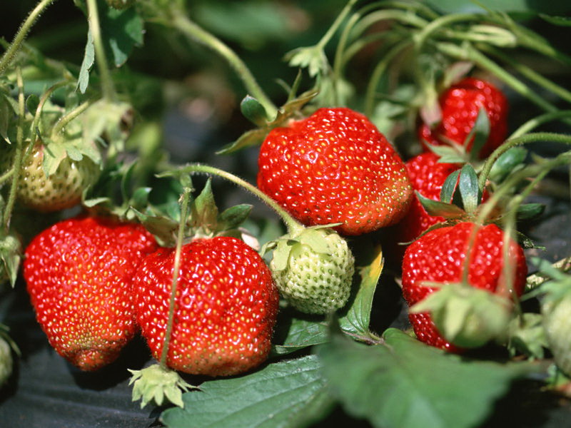 上海浦东采草莓|上海农家乐|上海浦东农家乐