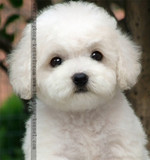 上海麦麦格精品犬销售服务有限公司