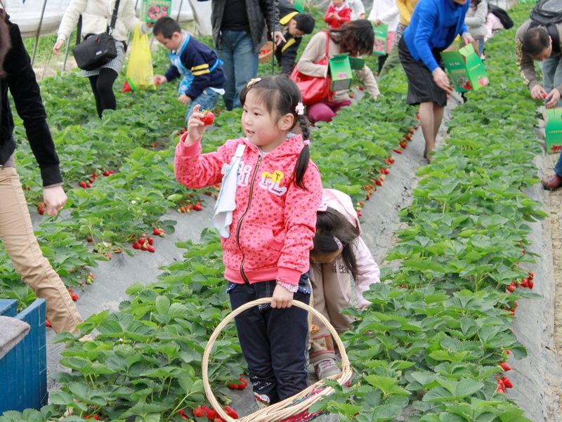上海英德果蔬合作社-浦东祥和草莓园