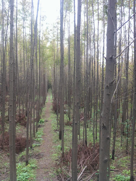 上海苗木基地-上海苗木-上海苗木批发-上海苗木种植基地-上海苗木价格-上海苗木供应商