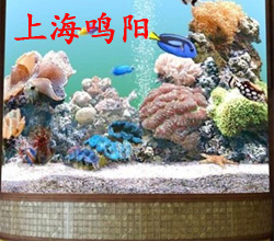 大型亚克力鱼缸-大型鱼缸定做-鱼缸定做-上海鸣阳水族用品有限公司