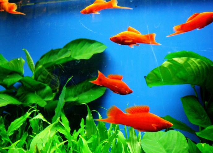 热带鱼专卖-热带鱼价格-热带鱼专业养殖场-热带