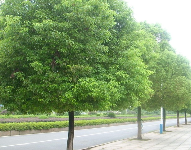 上海园林绿化工程-上海苗木-苗木批发价格-苗木基地