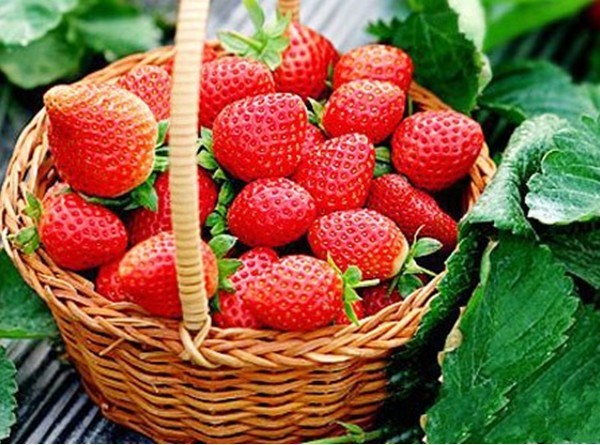 上海青浦赵屯517草莓采摘园-青浦摘草莓-赵屯采草莓-上海草莓农家乐
