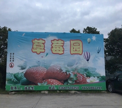 上海草莓采摘园上海采摘草莓|上海草莓采摘|草莓采摘团购—上海草莓采摘园