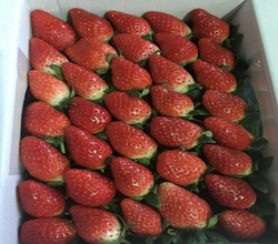 上海草莓采摘园上海采摘草莓|上海草莓采摘|草莓采摘团购—上海草莓采摘园