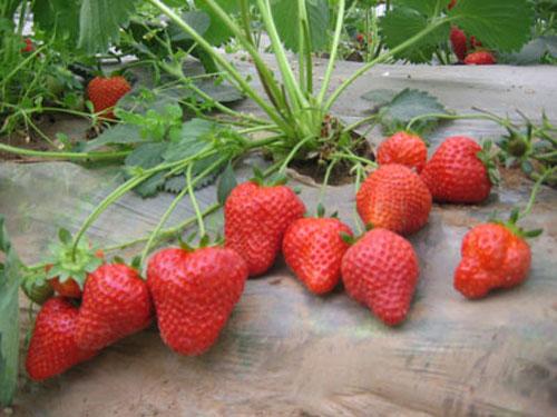 上海青浦草莓园-赵屯草莓采摘-草莓农家乐-小程草莓园