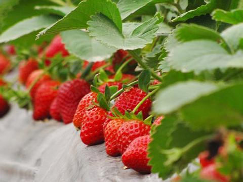 上海小程农家草莓园