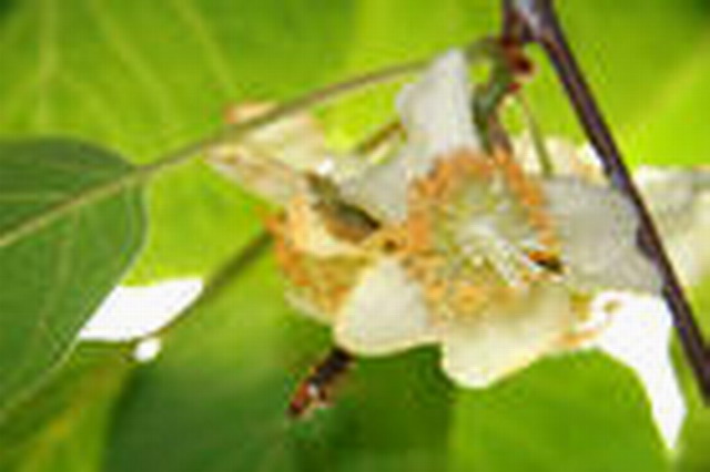 上海桑瑞电器有限公司