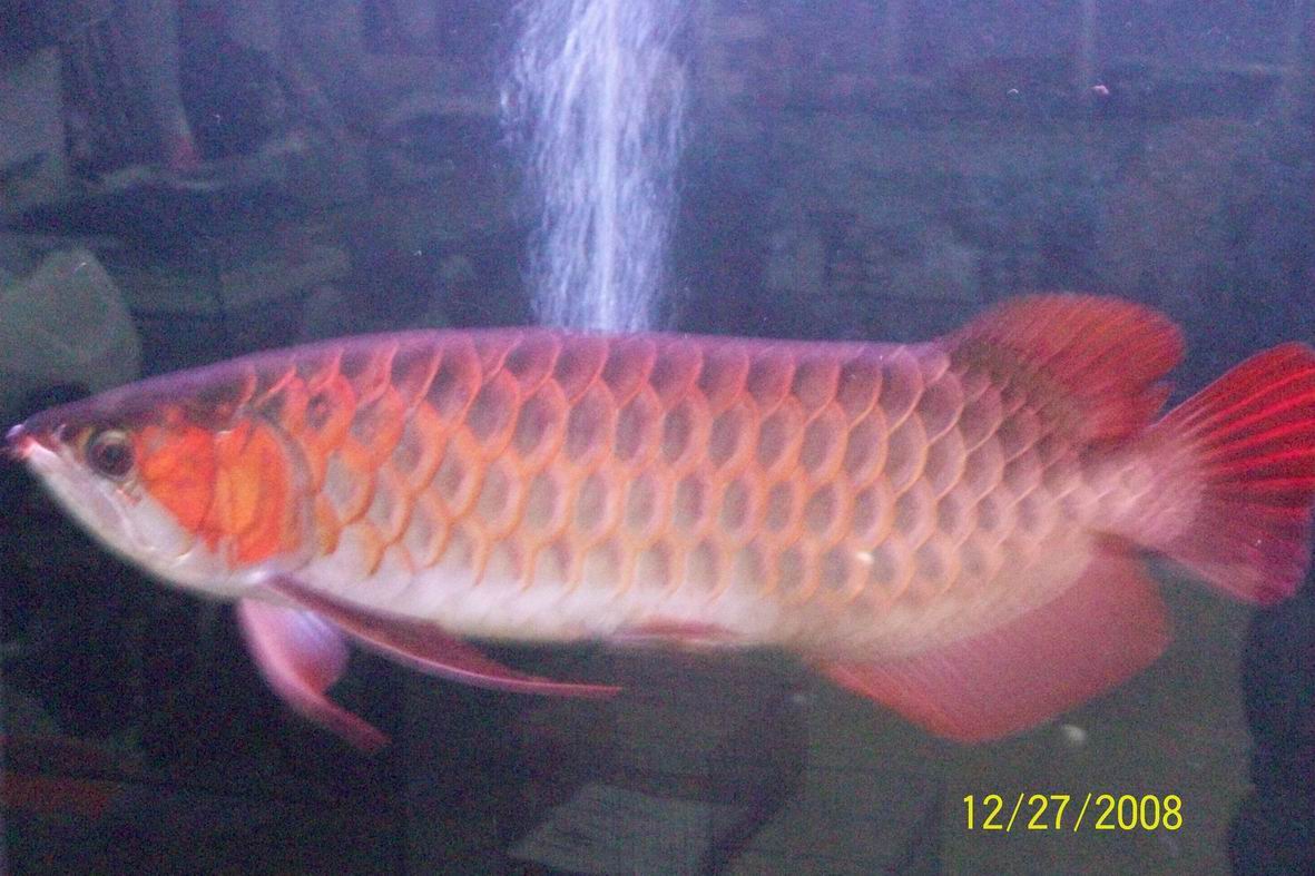 上海市闵行区雅趣水族馆