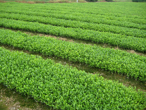 上海茶叶批发上海茶叶生产厂家