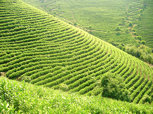 上海茶叶批发上海茶叶生产厂家