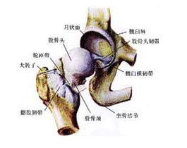 股骨头坏死的症状_股骨头坏死疼痛症状_股骨