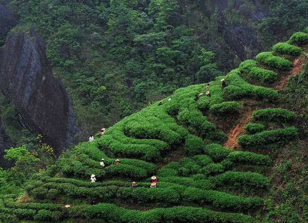 上海云来茶业 
