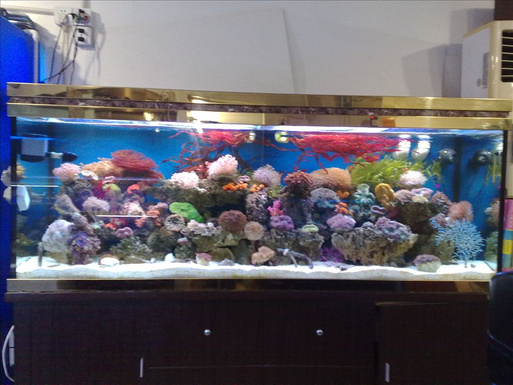 上海海水生态鱼缸制作\/海水鱼缸制作\/生态鱼缸价格\/海水鱼缸价格