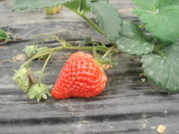 采摘新鲜草莓，体验农家生活-小吴特色草莓农家乐