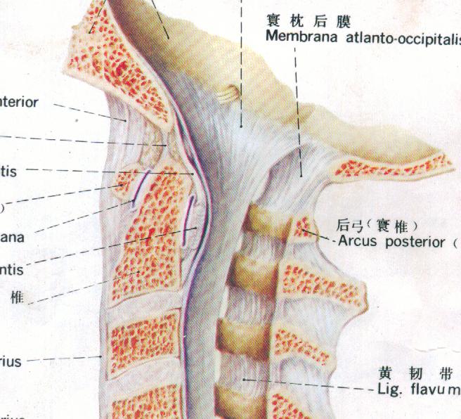 怎么引起的;骨刺的症状