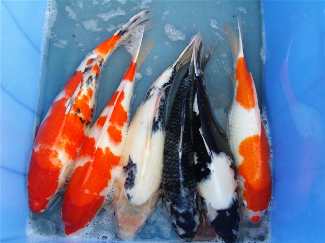 上海聚德观赏鱼养殖有限公司