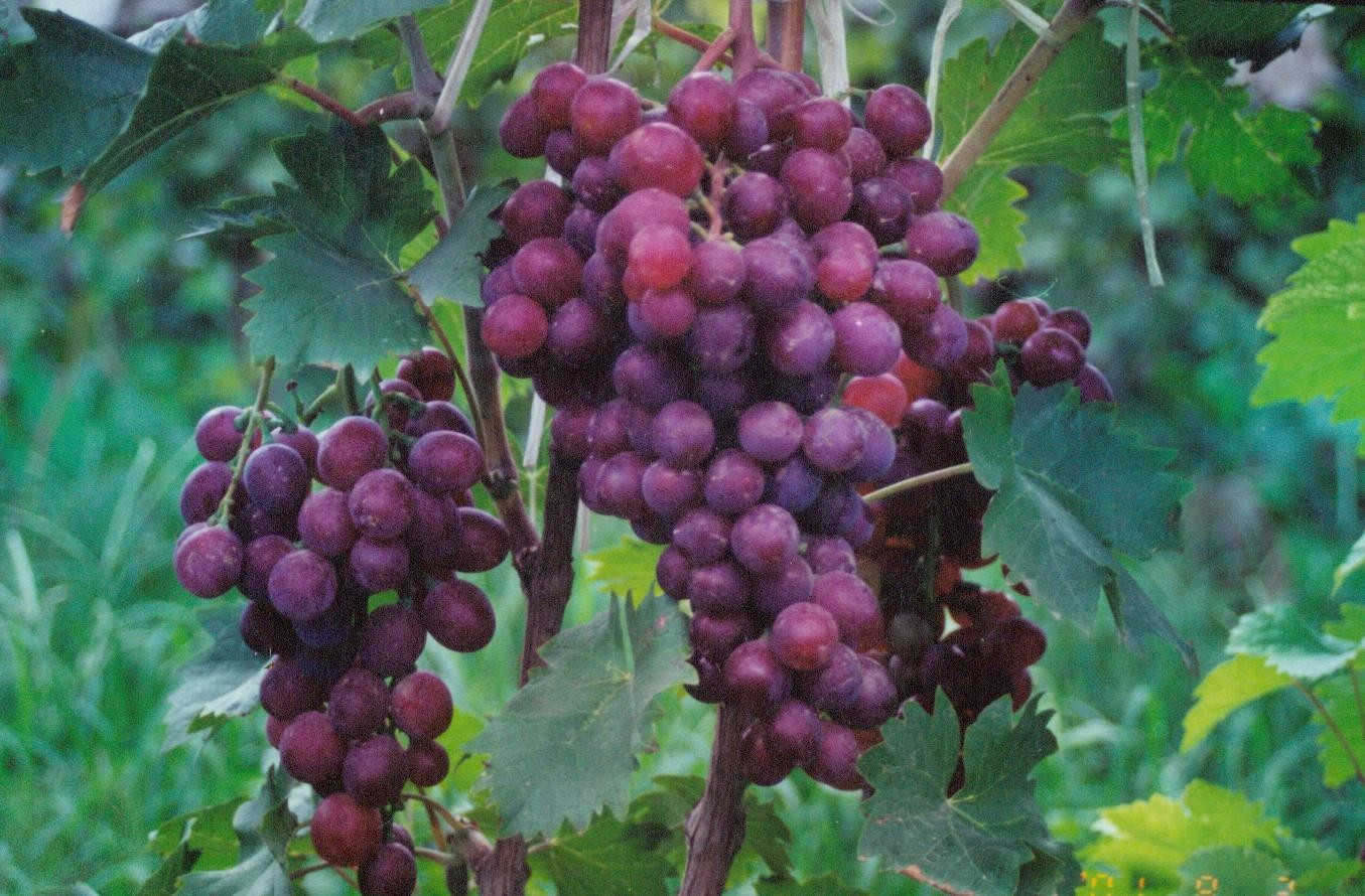 上海黎国葡萄种植园--双季葡萄