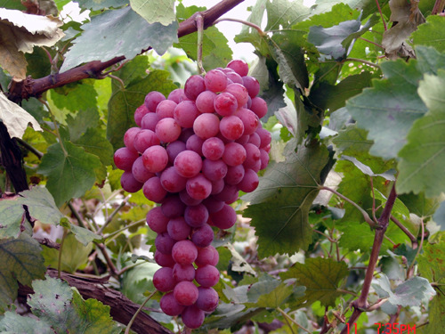 上海黎国葡萄种植园--双季葡萄