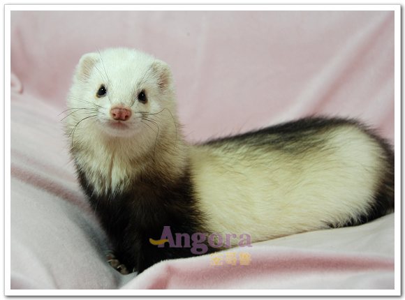 宁薄安哥鲁宠物貂专卖