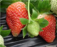 采摘新鲜草莓-体验农家生活