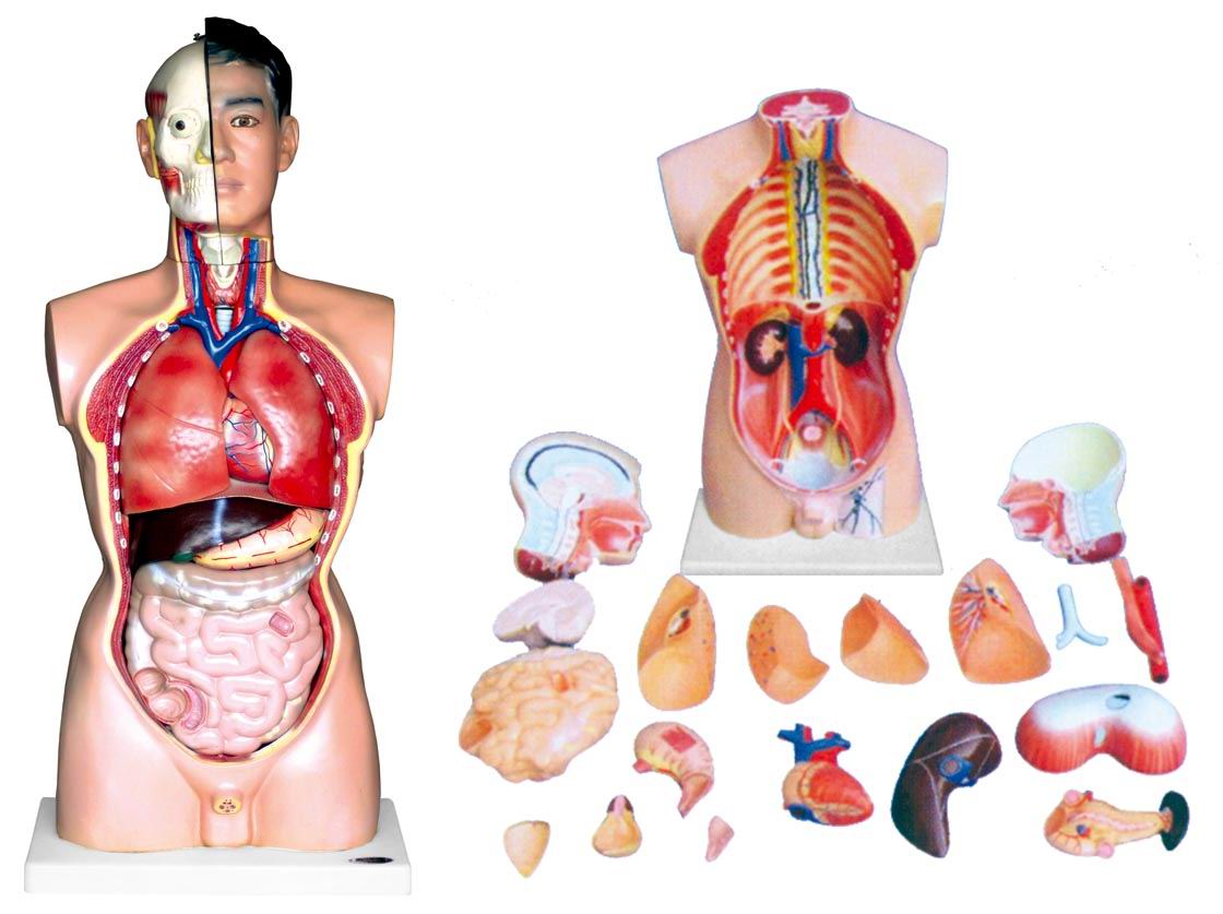 供应人体躯干模型