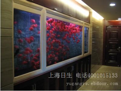 上海本地出于御龙国际金龙灯 重庆观赏鱼 重庆水族批发市场第4张
