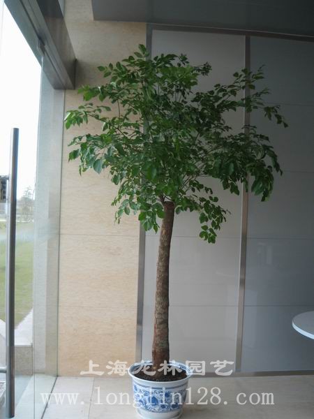 上海大型室内盆栽|上海张江室内盆栽租赁|张江