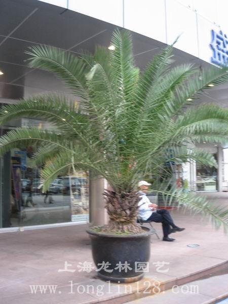 加拿利海枣.jpg