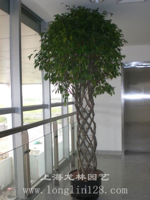榕树笼2.jpg
