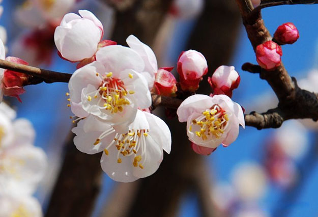 找江油市紫宝农业开发有限公司的成都杏梅苗出