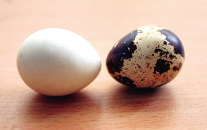 鹌鹑蛋也"美容 白了变身成鸽子蛋