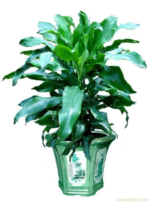 菲律宾铁-上海植物租赁公司