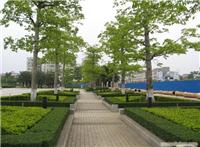 上海室外绿化养护