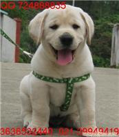 上海哪里有拉布拉多导盲犬卖 拉布拉多导盲犬多少钱