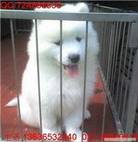 上海哪里有白色天使萨摩耶幼犬卖 白色天使萨摩耶幼犬多少钱