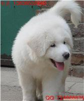 上海哪里有大白熊幼犬卖 大白熊幼犬多少钱