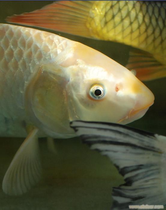 上海家庭鱼缸2型�