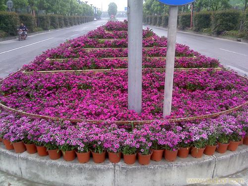 盆栽 草花
