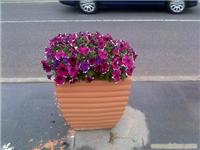 盆 栽草花