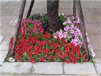 盆栽草花 养护