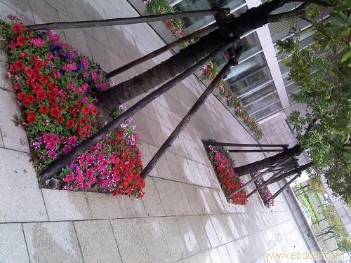 盆栽草花 养护
