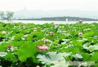 杭州一日游价格