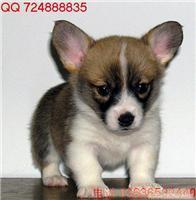 威尔士柯基幼犬|小威尔士柯基幼崽