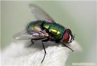 上海灭苍蝇;上海灭苍蝇公司;灭老鼠;专业灭老鼠