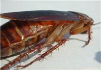 上海杀蟑螂公司;上海灭蟑螂公司;灭白蚁;上海灭老鼠;灭鼠;灭苍蝇;上海灭白蚁