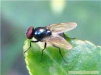 上海灭老鼠;灭鼠;灭苍蝇;上海灭白蚁;上海灭白蚁告诉;上海杀老鼠