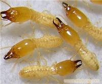 灭蟑螂,灭老鼠,灭白蚁除四害公司、杀蟑螂上海公司